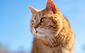 Красивый рыжий кот на голубом фоне