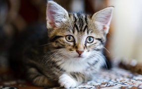 Красивый серый котенок лежит на диване 