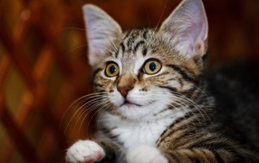 Красивый серый котенок с белыми пятнами 