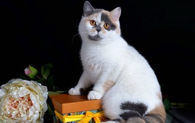 Красивый котенок с подарком и цветком на черном фоне