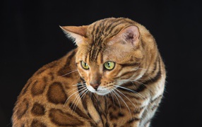 Красивая пятнистая бенгальская кошка на черном фоне 