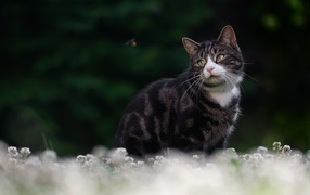 Красивый полосатый кот сидит в белых цветах клевера