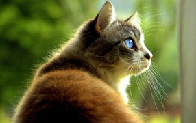 Большой кот с голубыми глазами 