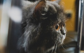 Большой пушистый черный кот с желтыми глазами 