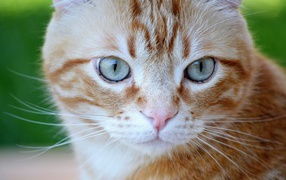 Большой рыжий голубоглазый кот крупным планом