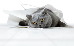 Британский кот лежит в белом пакете 