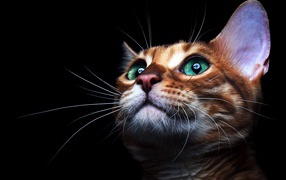 Коричневый зеленоглазый кот с длинными усами на черном фоне 