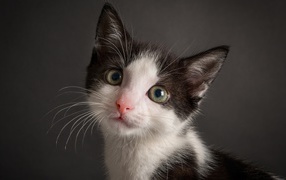 Милый черно-белый котенок на сером фоне