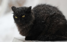 Недовольный черный кот в снегу на улице