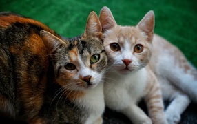 Влюбленные кошка и кот лежат на полу 