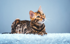 Дорогая бенгальская кошка на голубом фоне