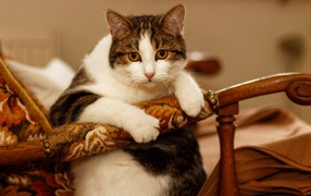 Толстый кот сидит в кресле 