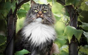 Пушистый серый с белым кот в зарослях винограда 