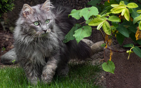 Пушистый серый кот идет по зеленой траве 