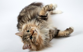 Пушистый серый кот с зелеными глазами лежит на белом фоне