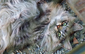 Пушистый серый кот с зелеными глазами лежит на мелких камнях 