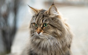 Пушистый серый кот с кисточками на ушах 