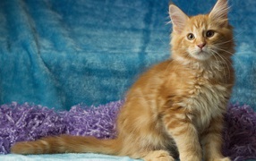 Пушистый рыжий котенок мейн кун на голубом фоне