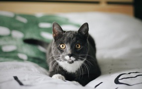 Забавный пепельный кот лежит на кровати 