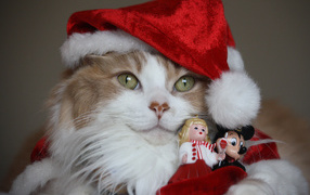 Смешной кот в новогоднем костюме с фигурками