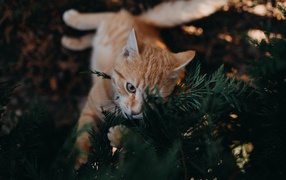 Забавный рыжий кот с зеленых ветках