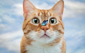 Смешной рыжий кот с голубой бабочкой на носу