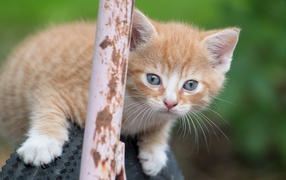 Рыжик котенок сидит на колесе