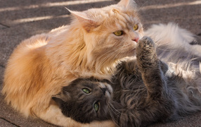 Серый и рыжий пушистые коты лежат на земле