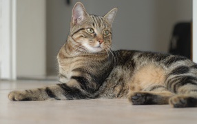 Серый кот лежит на полу 