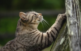 Серый кот точит когти об дерево 