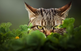 Серый кот с зелеными глазами прячется в траве 