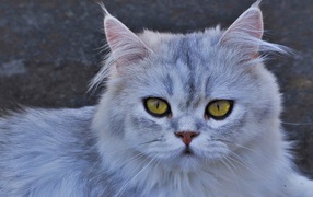 Серая кошка с желтыми глазами 