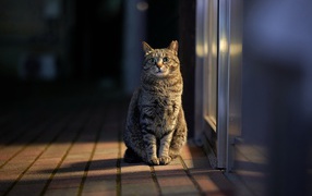 Серый домашний кот сидит у двери 