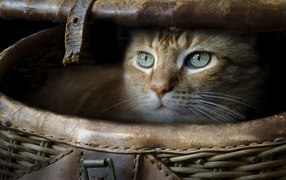 Зеленоглазый рыжий кот в корзине