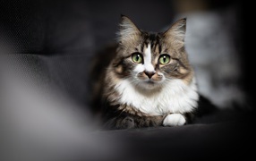 Зеленоглазый серый кот лежит на сером покрывале 