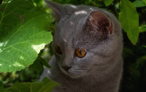 Маленький британский котенок в зеленых листьях