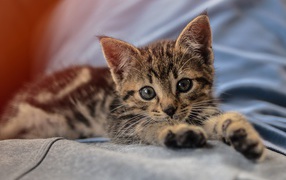 Маленький милый серый котенок лежит на руках