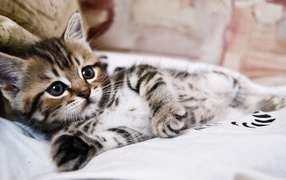 Маленький милый серый полосатый котенок лежит на кровати 