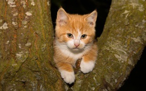 Маленький рыжий котенок сидит на дереве