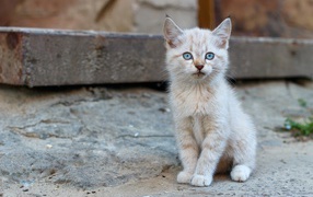 Маленький рыжий бездомный котенок