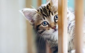 Маленький серый котенок играет 