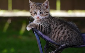 Маленький серый котенок сидит на стуле