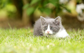 Маленький котенок лежит на зеленой траве