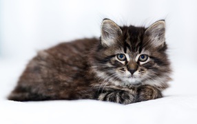 Маленький породистый серый котенок лежит на белом покрывале 