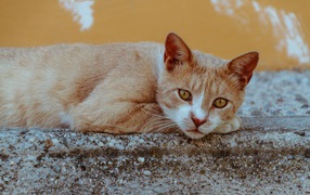 Грустный рыжий кот лежит на камне