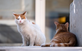 Испуганный голубоглазый кот с рыжим соперником