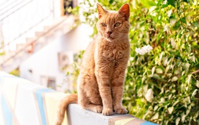 Серьезный рыжий кот сидит на перилах 