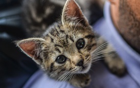 Маленький серый котенок на плече у мужчины