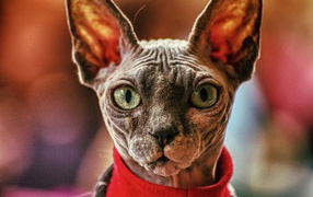 Кот сфинкс в свитере крупным планом