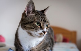 Полосатый серый кот с зелеными глазами на кровати